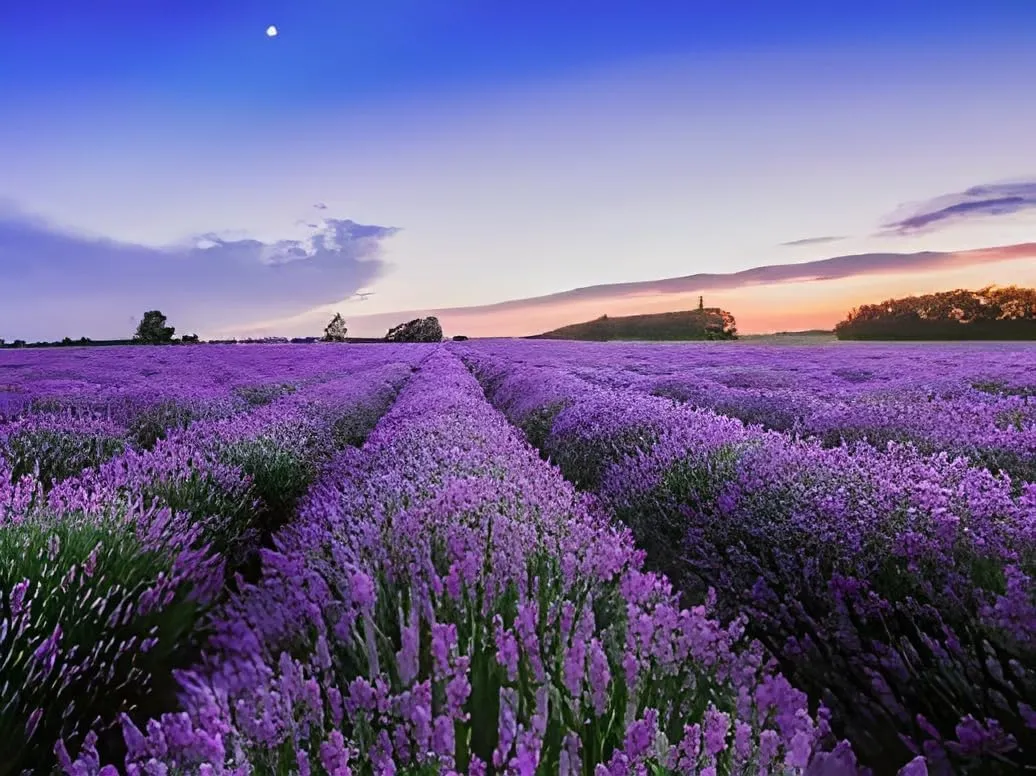 SEILOZBUNIA FARM- Rare Most Beautiful Healthy English "Lavender" plant for Home Gardening & Roof top Garden Pack of 1 with pot