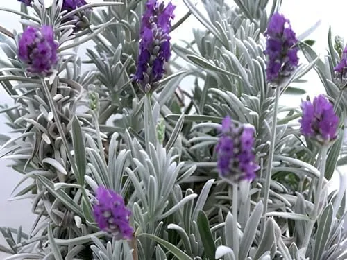 SEILOZBUNIA FARM- Rare Most Beautiful Healthy English "Lavender" plant for Home Gardening & Roof top Garden Pack of 1 with pot