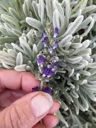 SEILOZBUNIA FARM- Rare Most Beautiful Healthy English "Lavender" plant for Home Gardening & Roof top Garden Pack of 1 with pot