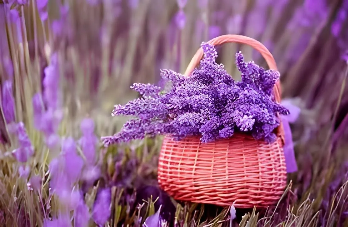 SEILOZBUNIA FARM- Rare Most Beautiful Healthy English "Lavender" plant for Home Gardening & Roof top Garden Pack of 1 with pot