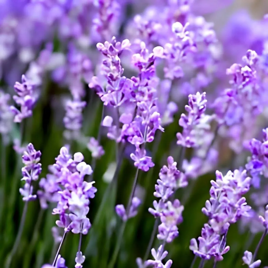 SEILOZBUNIA FARM- Rare Most Beautiful Healthy English "Lavender" plant for Home Gardening & Roof top Garden Pack of 1 with pot